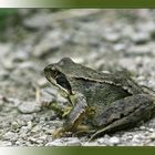 Grasfrosch - Rana temporaria -