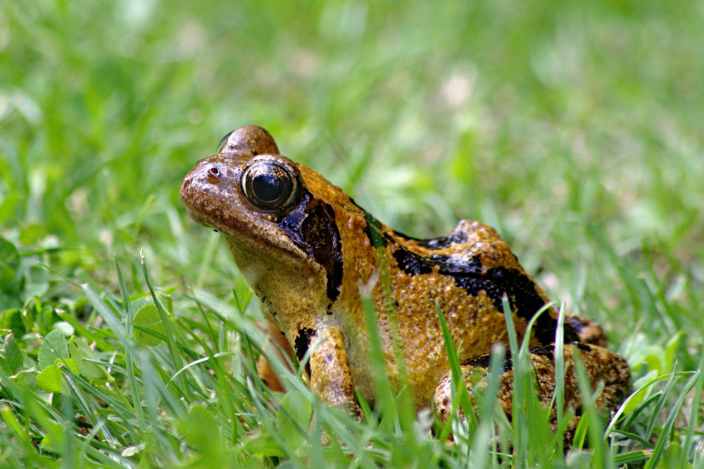 Grasfrosch (Rana temporaria)