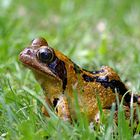 Grasfrosch (Rana temporaria)