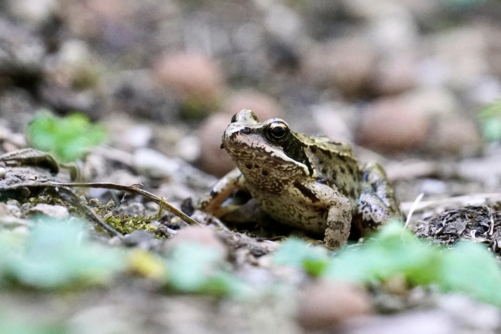 Grasfrosch (Rana temporaria)