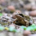 Grasfrosch (Rana temporaria)