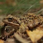 Grasfrosch (Rana temporaria). (?)