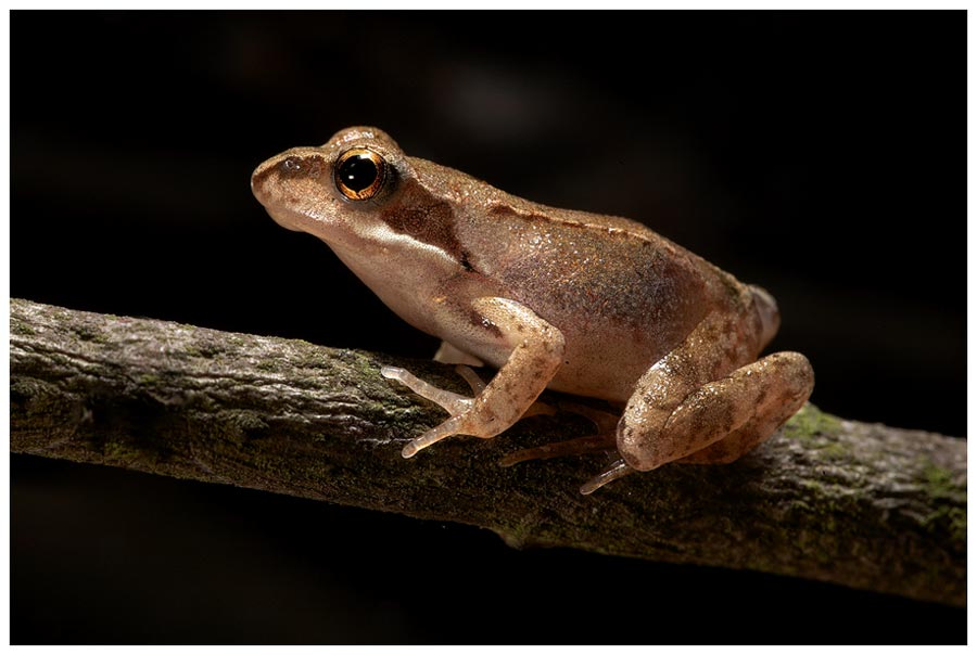 Grasfrosch (Rana temporaria)