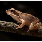 Grasfrosch (Rana temporaria)