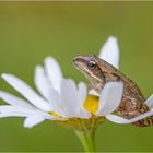 Grasfrosch (Rana temporaria)