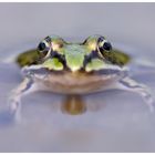 Grasfrosch (Rana temporaria)