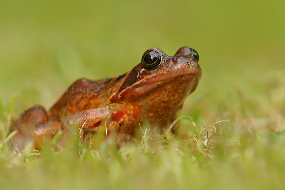 Grasfrosch (Rana temporaria)