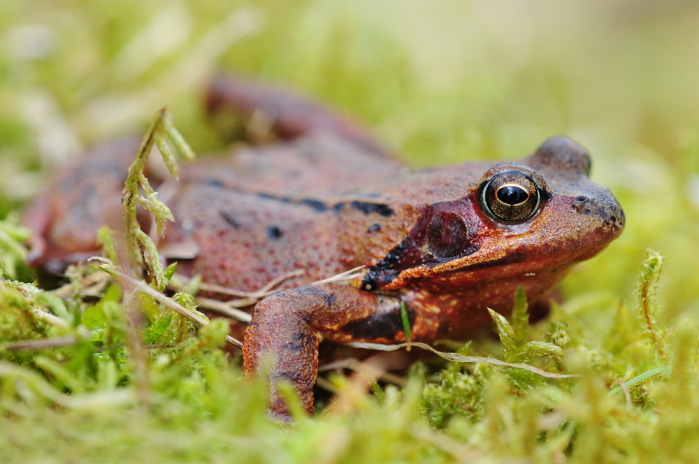 Grasfrosch (Rana temporaria)