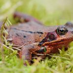 Grasfrosch (Rana temporaria)