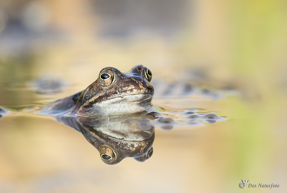 Grasfrosch (Rana temporaria)