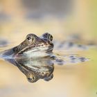 Grasfrosch (Rana temporaria)