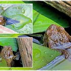 Grasfrosch (Rana temporaria)