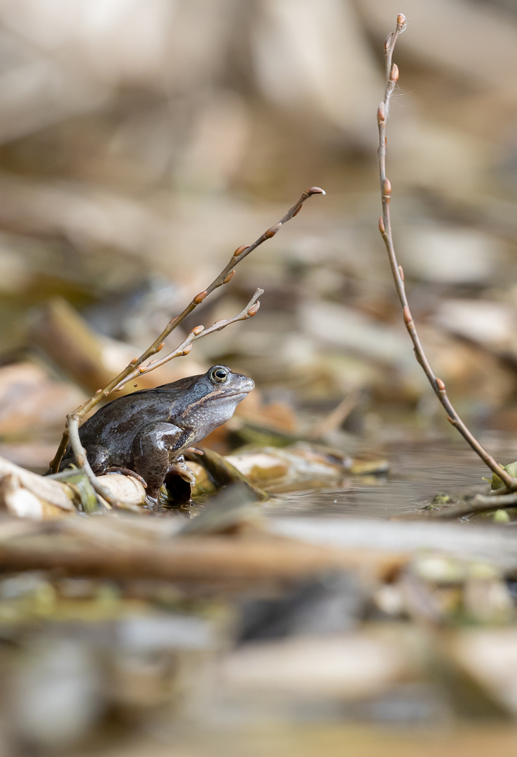 Grasfrosch (Rana Temporaria )