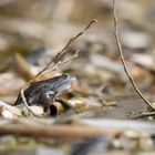 Grasfrosch (Rana Temporaria )