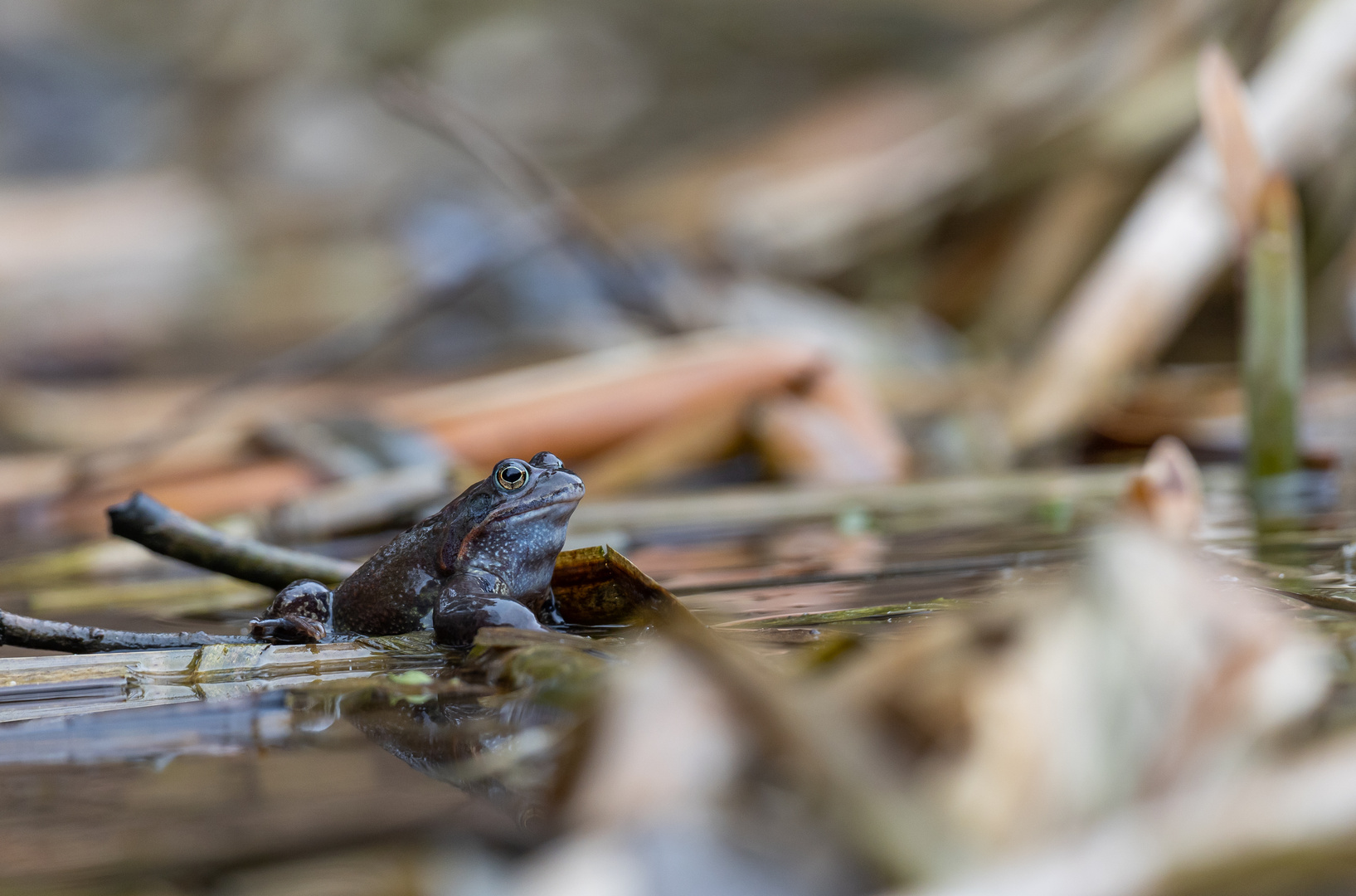 Grasfrosch (Rana Temporaria )