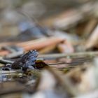 Grasfrosch (Rana Temporaria )