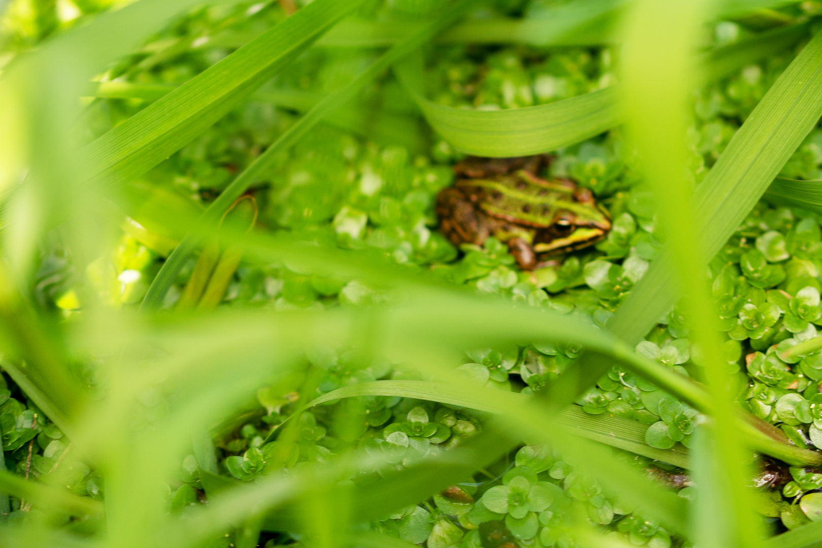 Grasfrosch Rana temporaria?