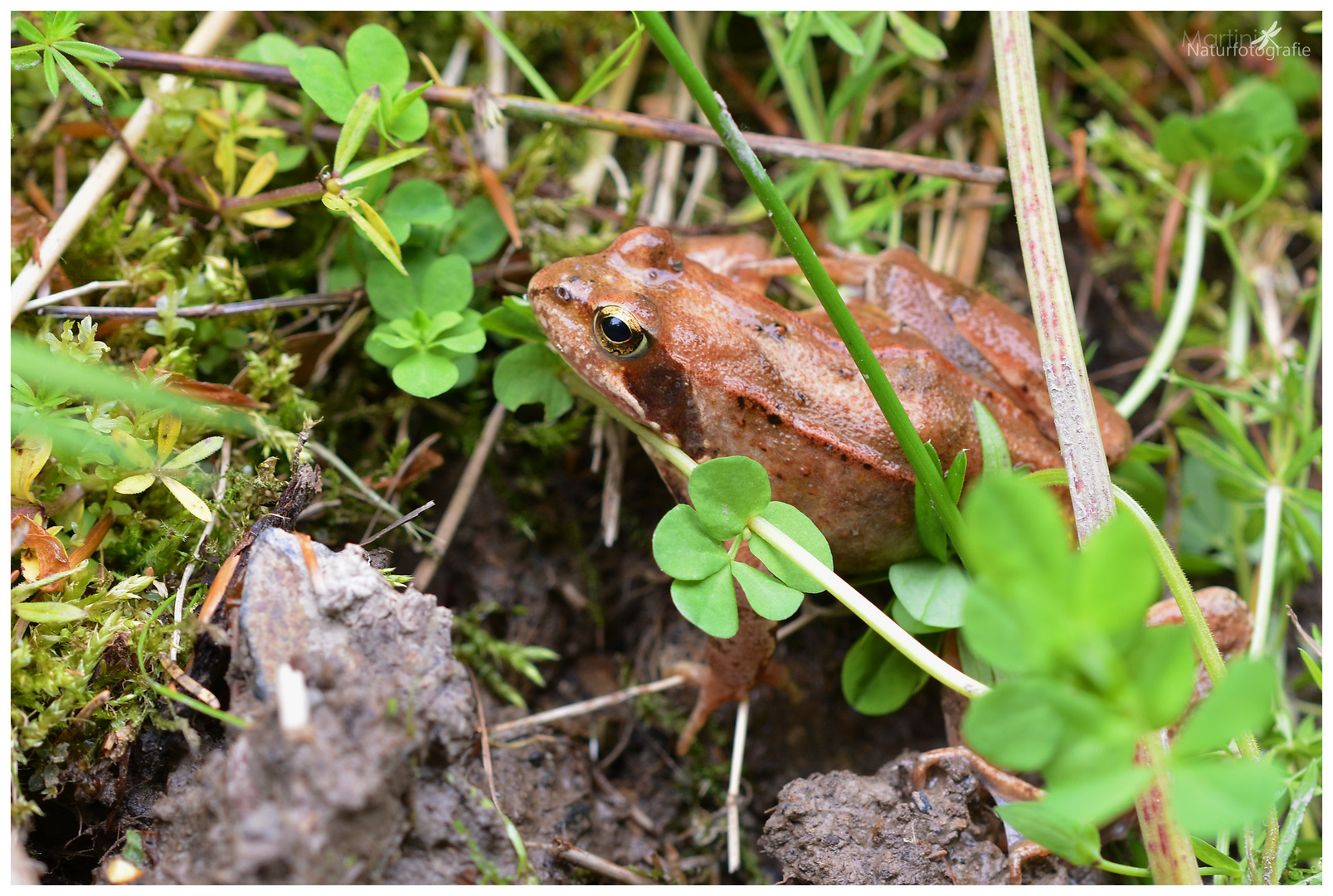 Grasfrosch (Rana temporaria)