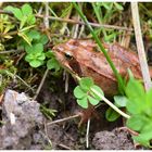 Grasfrosch (Rana temporaria)