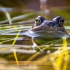 Grasfrosch (Rana temporaria)