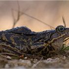 Grasfrosch (Rana temporaria)