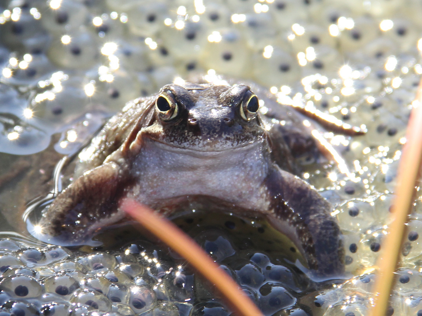 Grasfrosch (Rana temporaria)