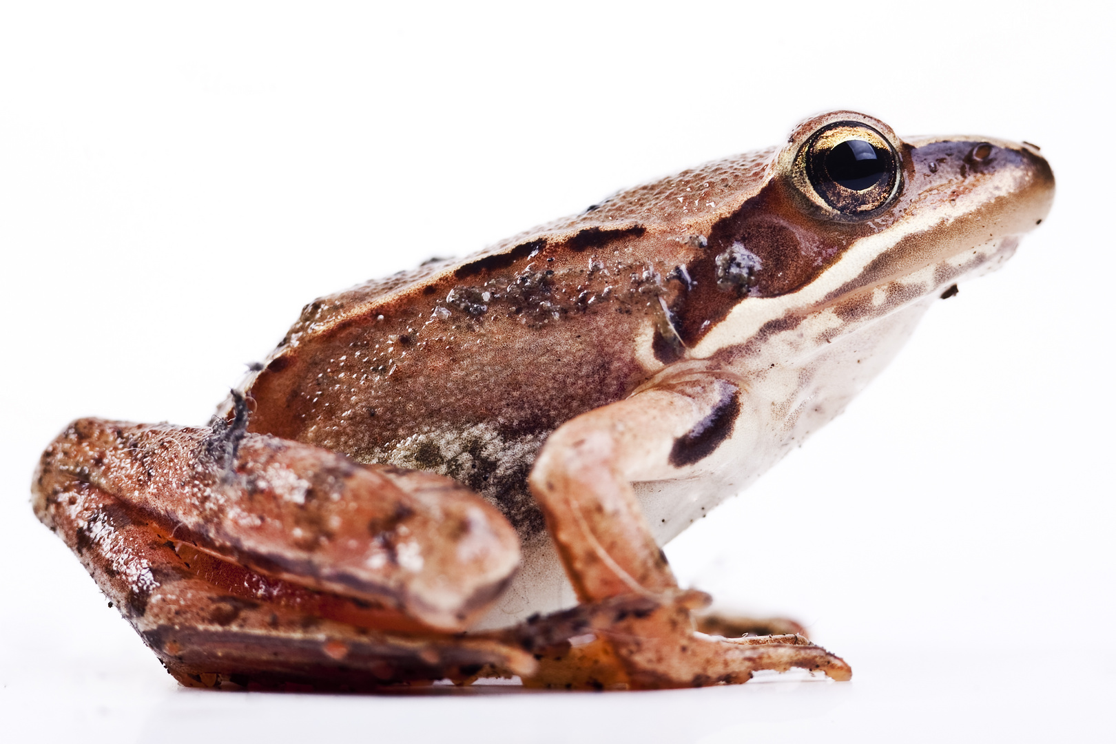 Grasfrosch (Rana temporaria) / grass frog (Rana temporaria)