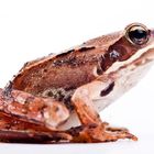 Grasfrosch (Rana temporaria) / grass frog (Rana temporaria)