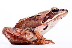 Grasfrosch (Rana temporaria) / grass frog (Rana temporaria)