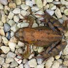 Grasfrosch (Rana temporaria) im Botanischen Garten