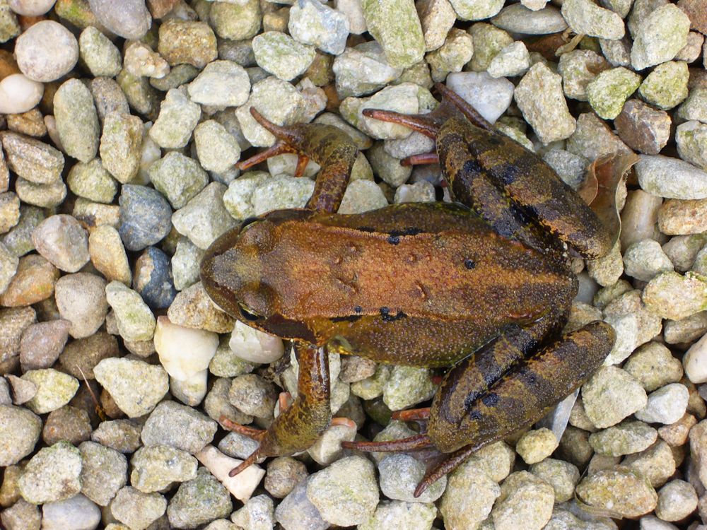 Grasfrosch (Rana temporaria) im Botanischen Garten