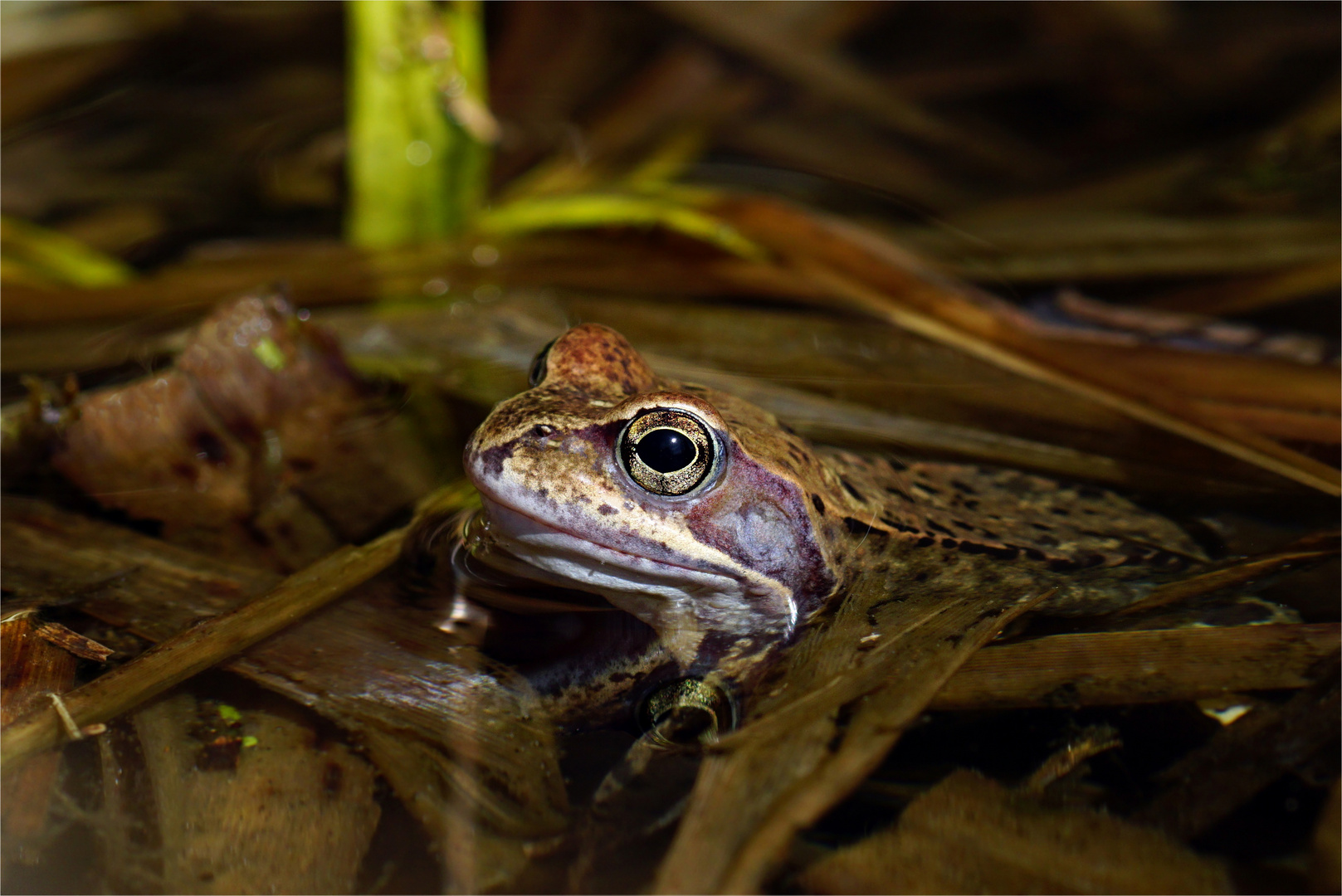 Grasfrosch - (Rana temporaria), Lurch des Jahres 2018