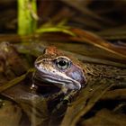 Grasfrosch - (Rana temporaria), Lurch des Jahres 2018