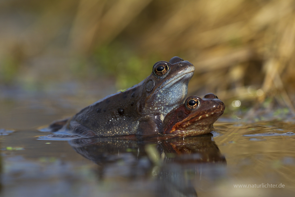 Grasfrosch (Rana temporaria), Paar