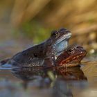 Grasfrosch (Rana temporaria), Paar