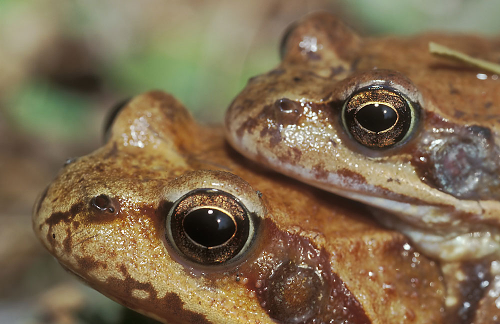 Grasfrosch (Rana temporaria), Pärchen