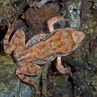 Grasfrosch (Rana temporaria) unter Wasser. - Grenouille rousse sous l'eau.