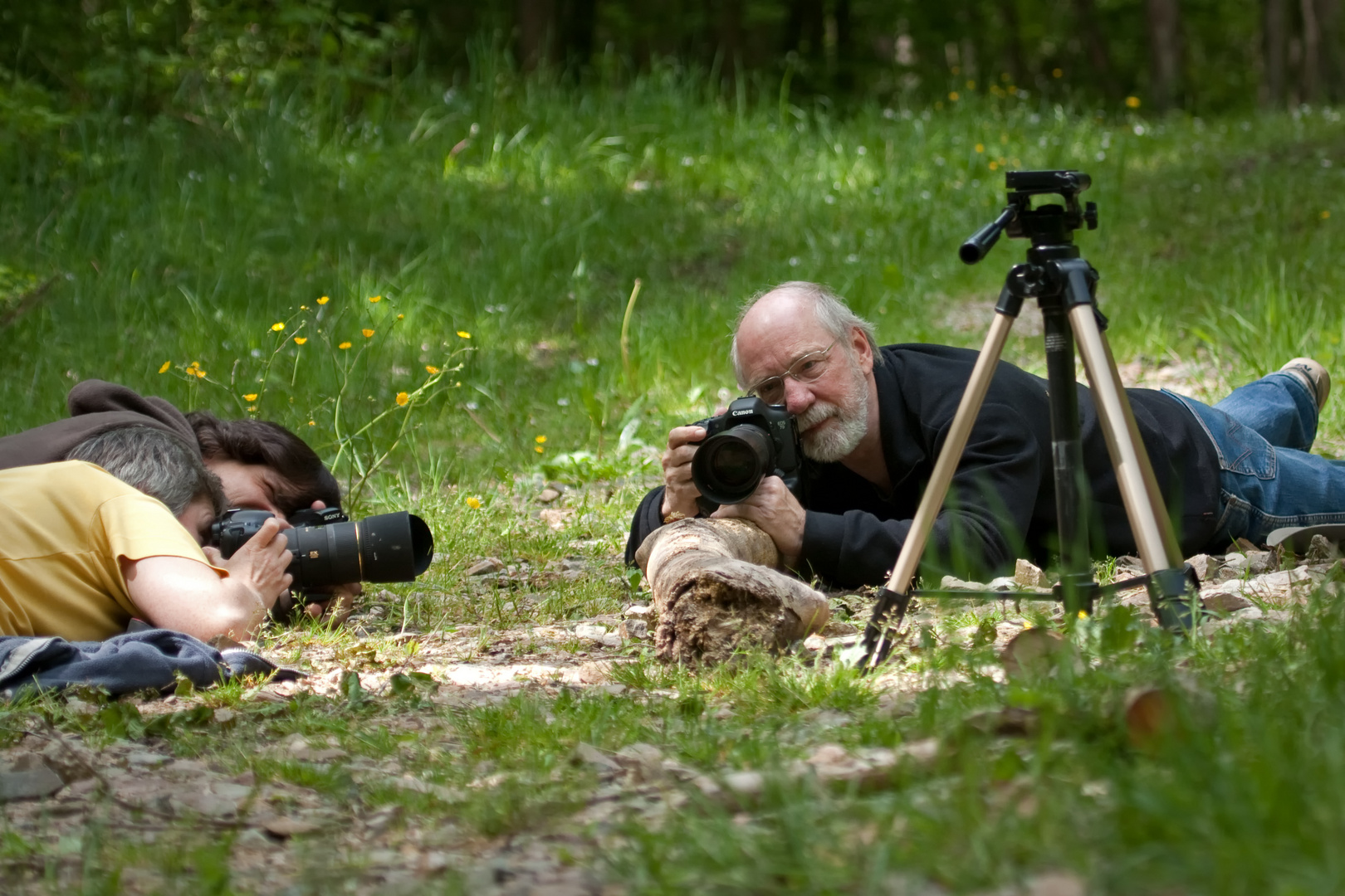 Grasfrosch-Shooting