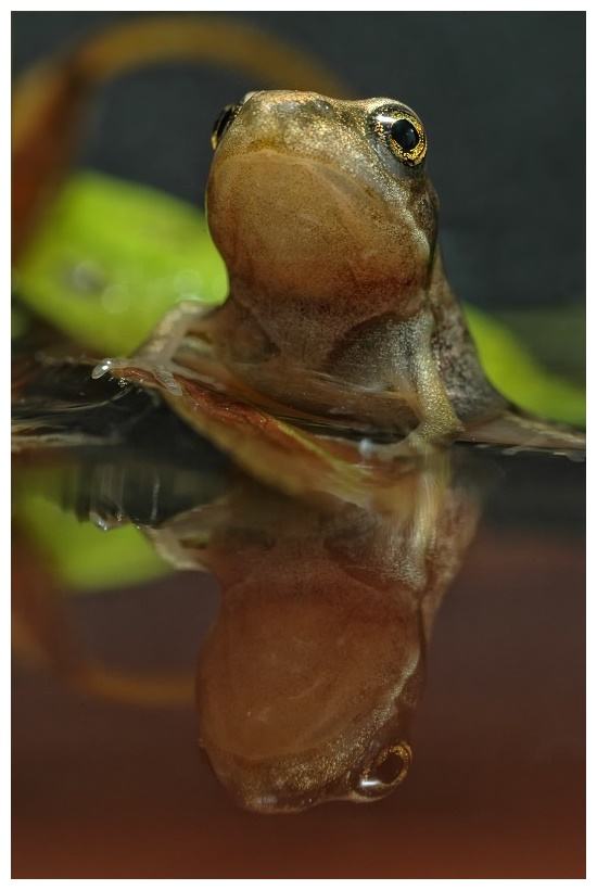 Grasfrosch Spiegelbild