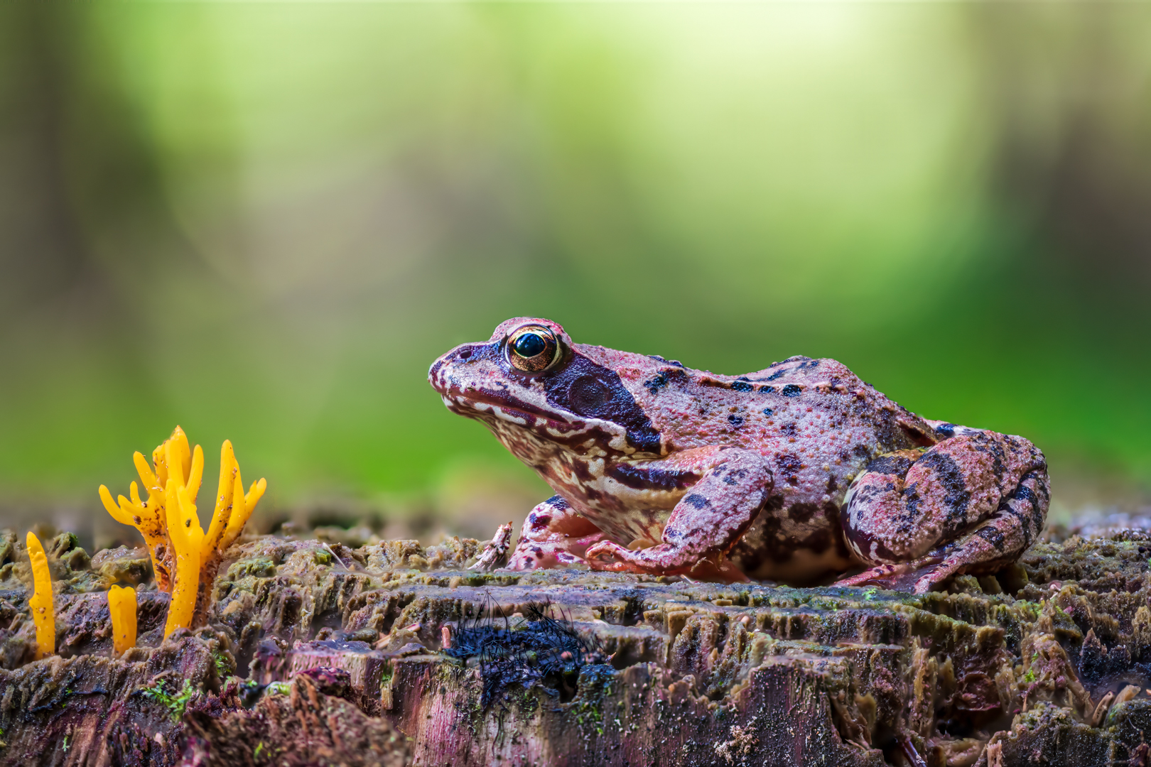 Grasfrosch und klebriger Hörnling