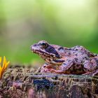 Grasfrosch und klebriger Hörnling