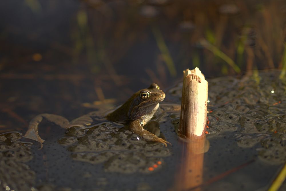 Grasfrosch und Laich