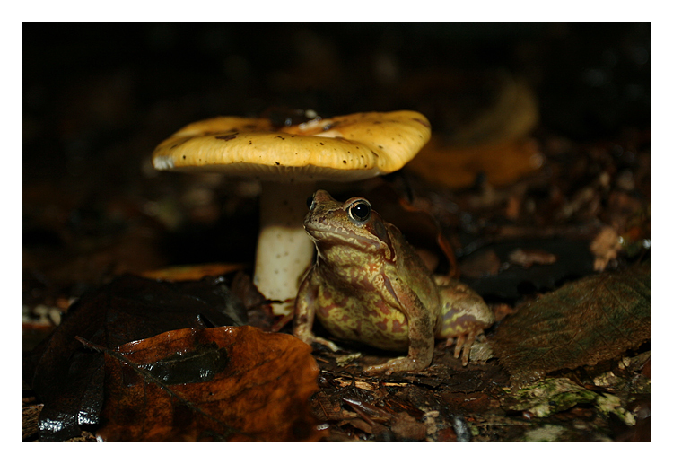 Grasfrosch (weiblich)