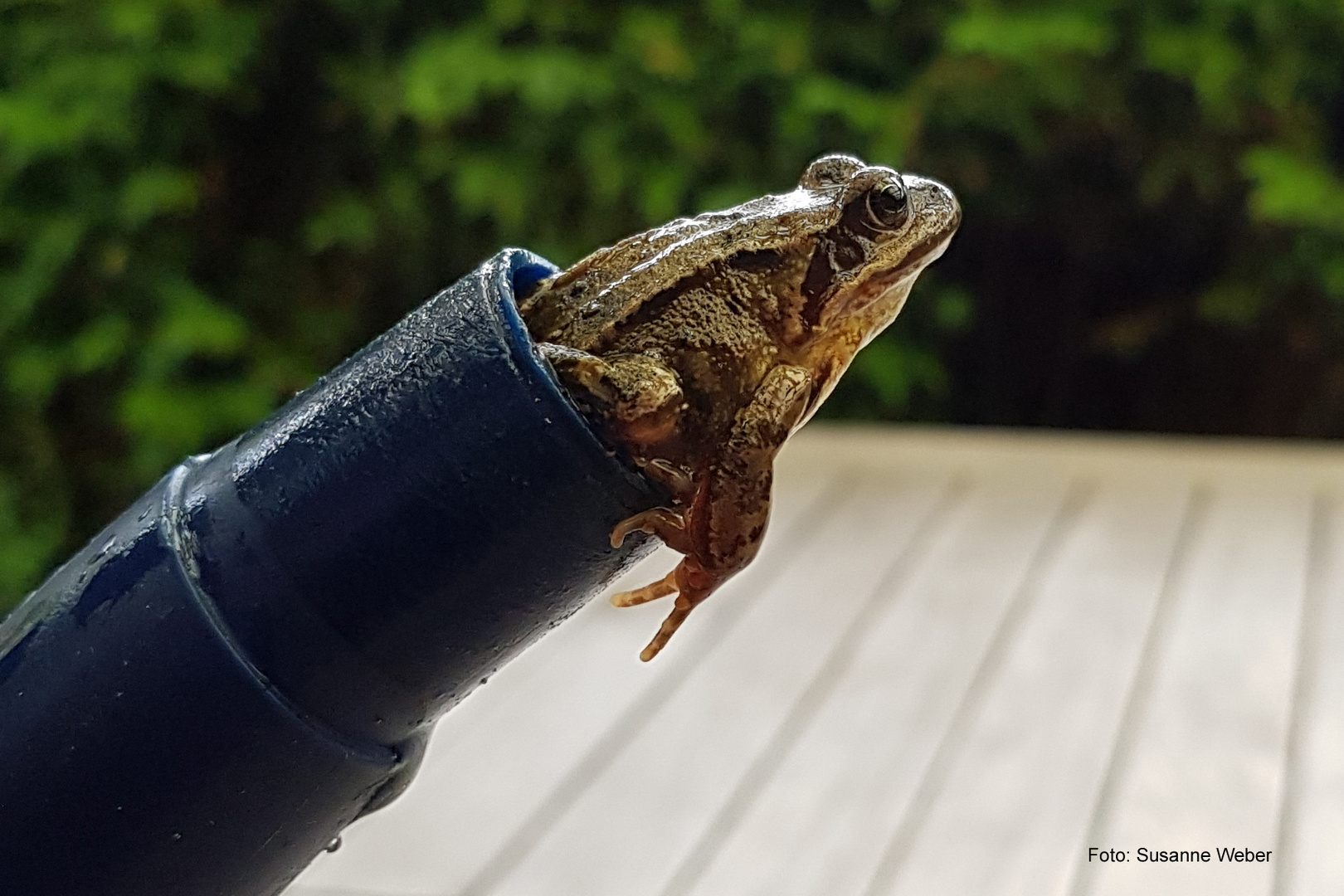 Grasfrosch wurde gerettet