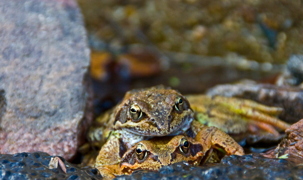 Grasfroschfrühling