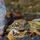 Grasfroschfrühling