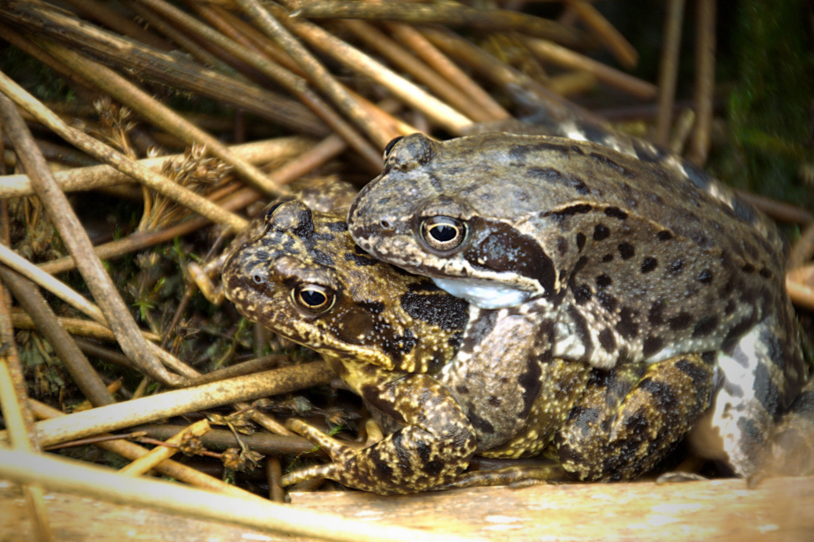 Grasfroschhochzeit