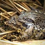 Grasfroschhochzeit