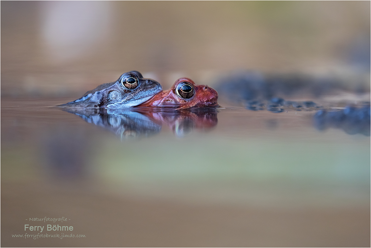 Grasfroschhochzeit