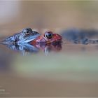 Grasfroschhochzeit